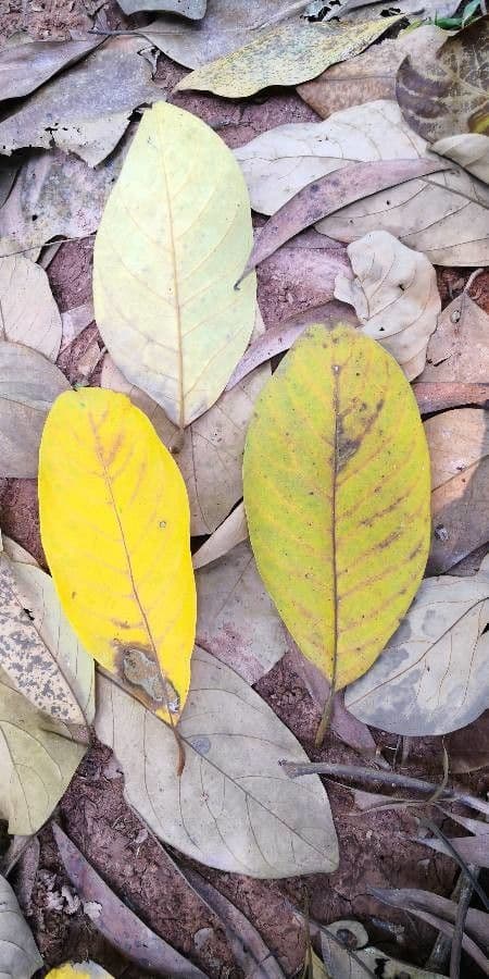 Santol 8