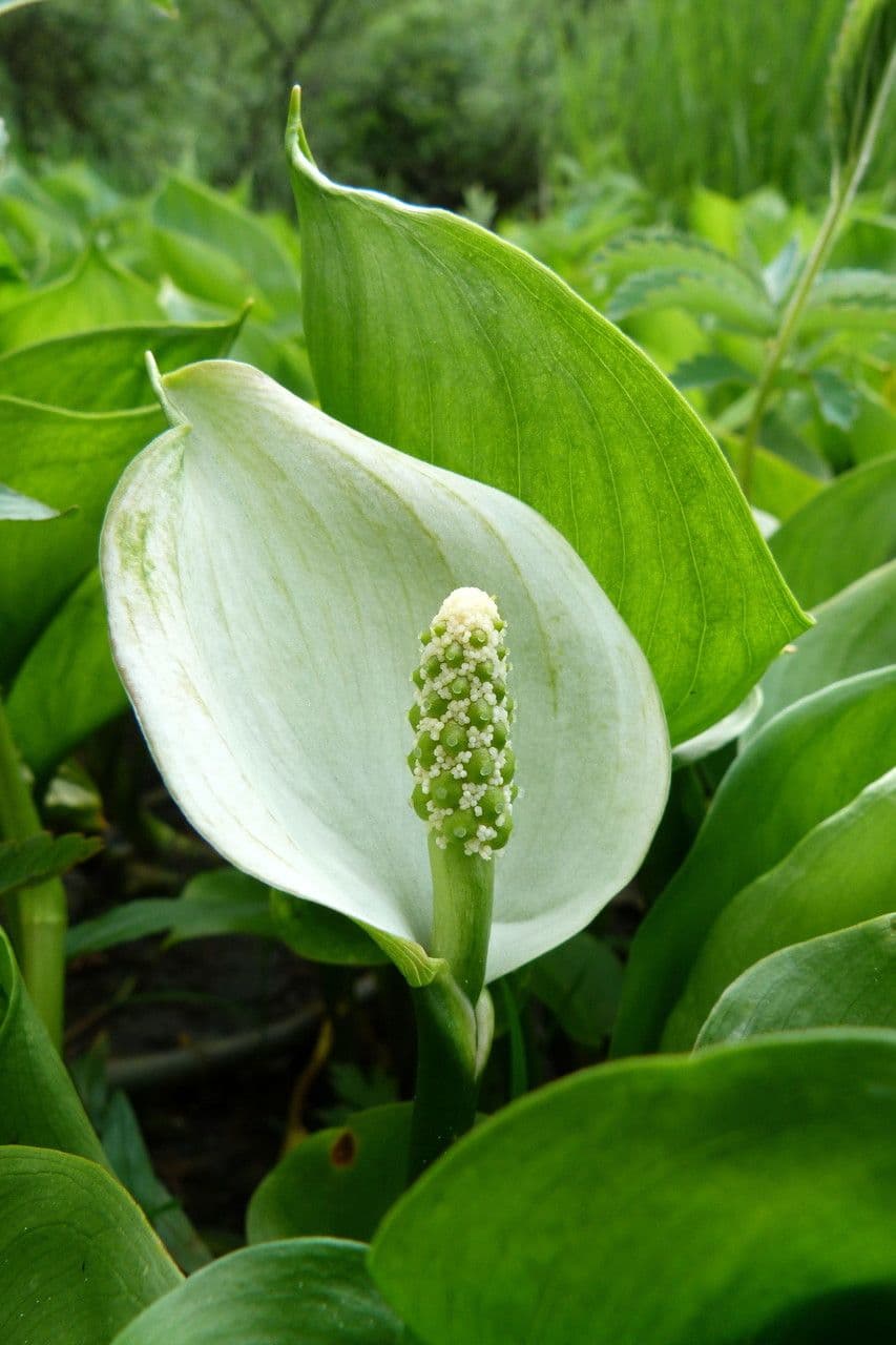 Calla di palude 8