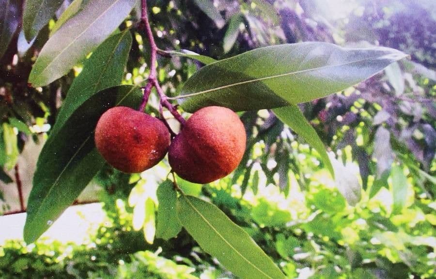 Hydnocarpus