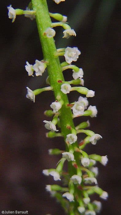 Phreatia 5