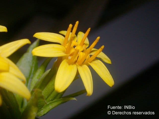 Trixis inula 3