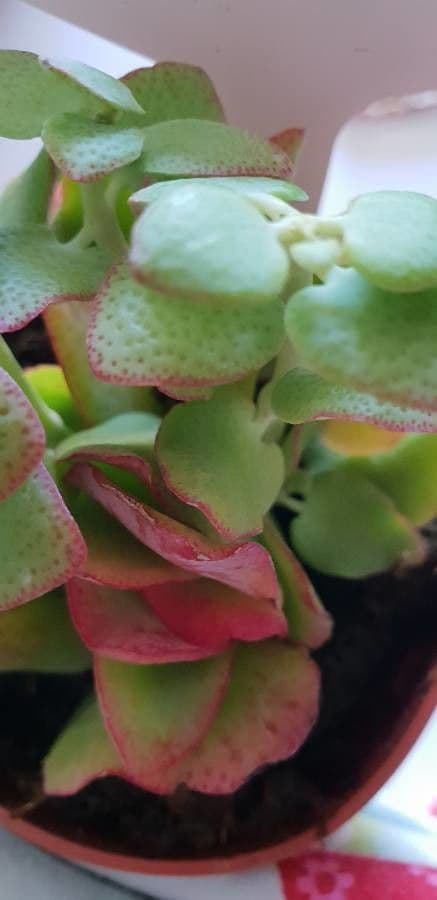 Crassula
