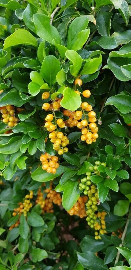 Duranta erecta 4