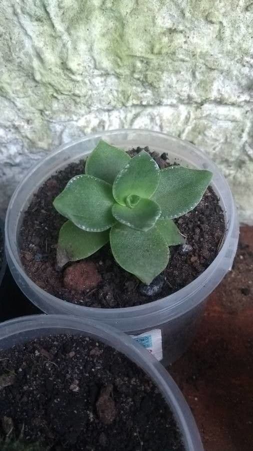 Crassula 12