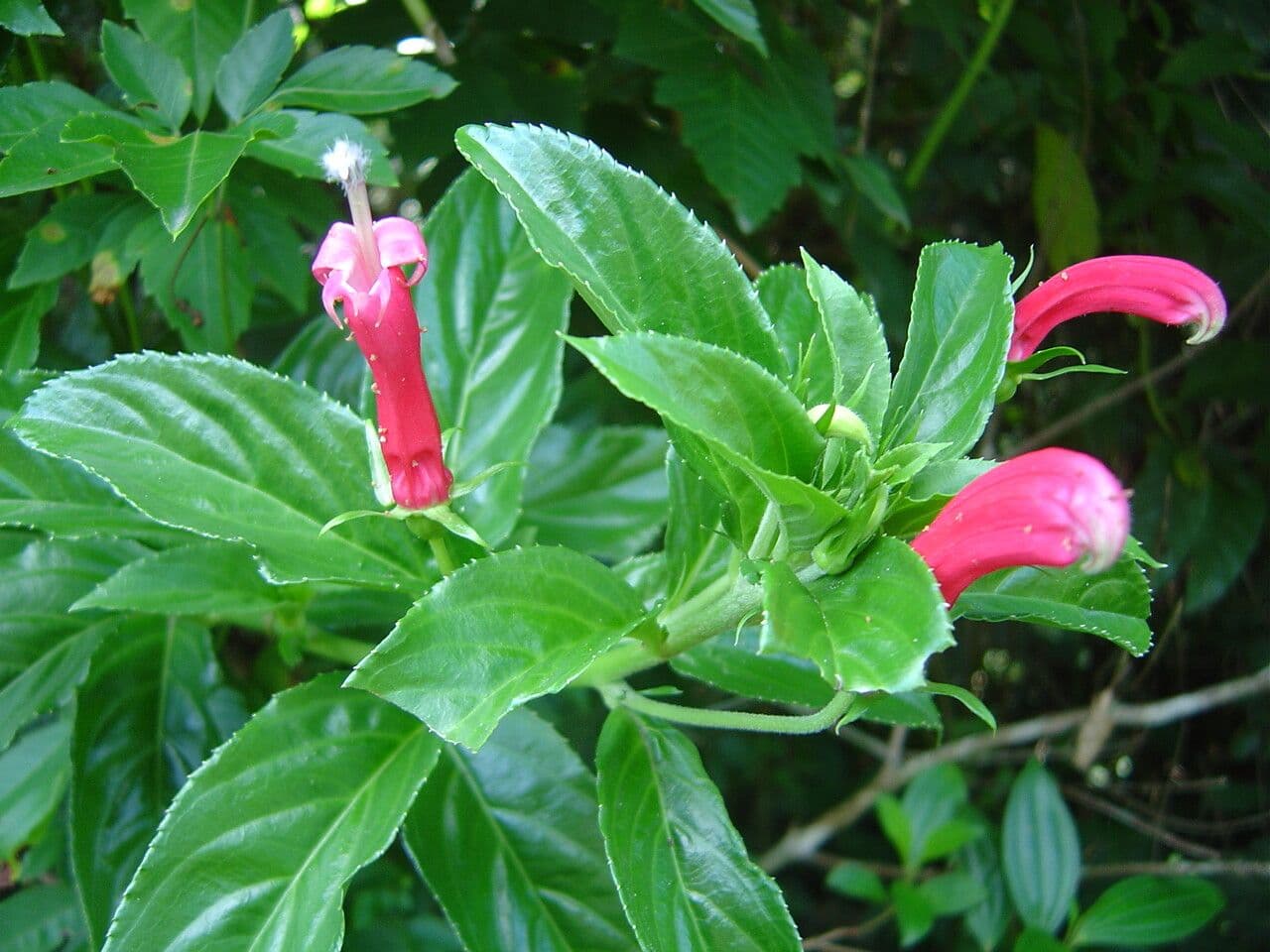 Centropogon" 3