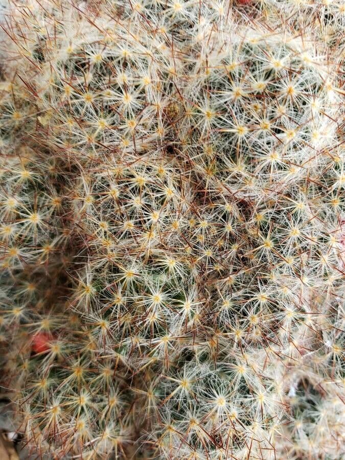 Cactus proliferante 18