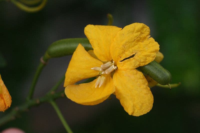 Senna 2