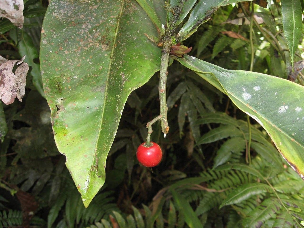 Hymenandra 5