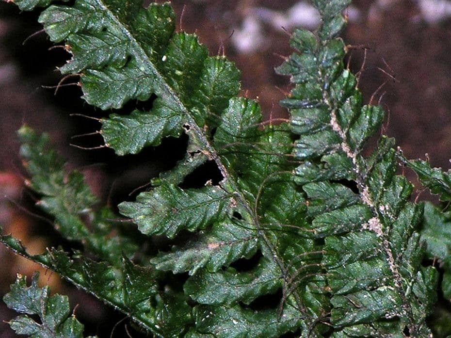 Trichomanes 6