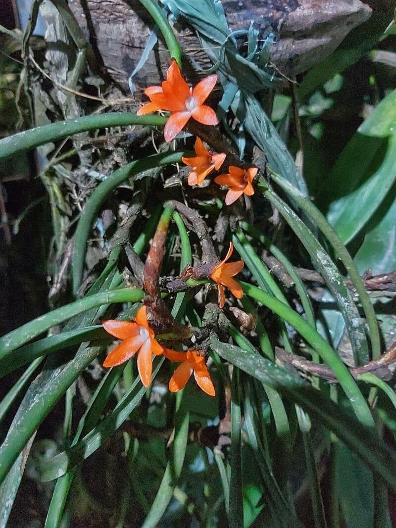 Ceratostylis reticolata 3