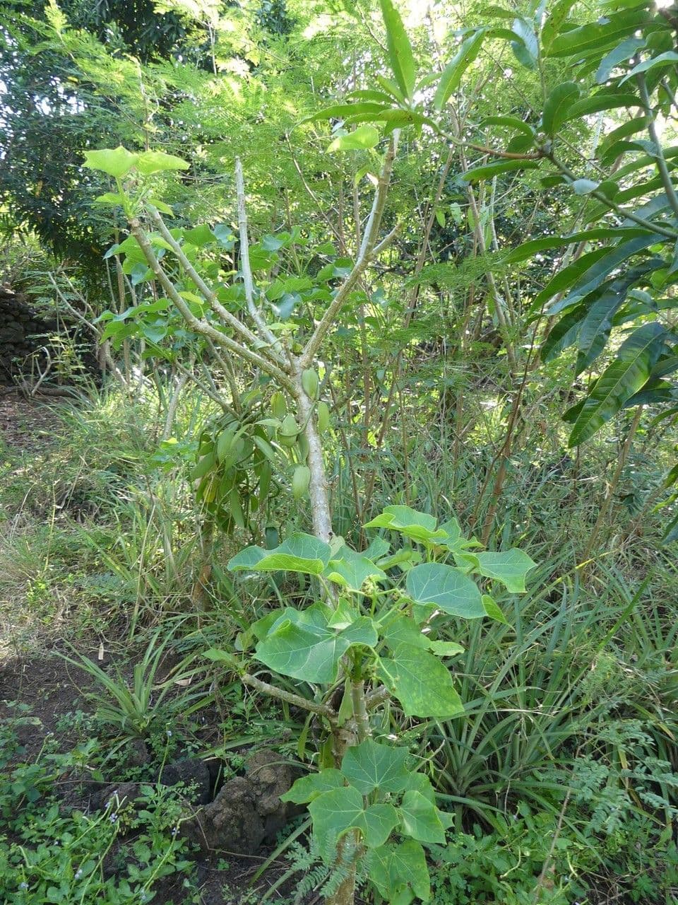 Piombo 14