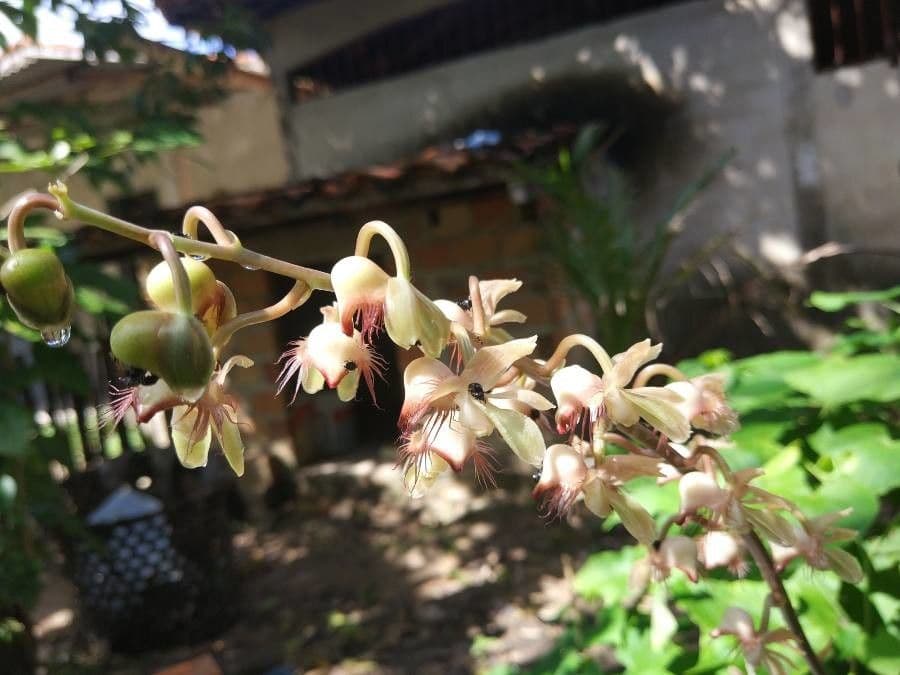 Catasetum