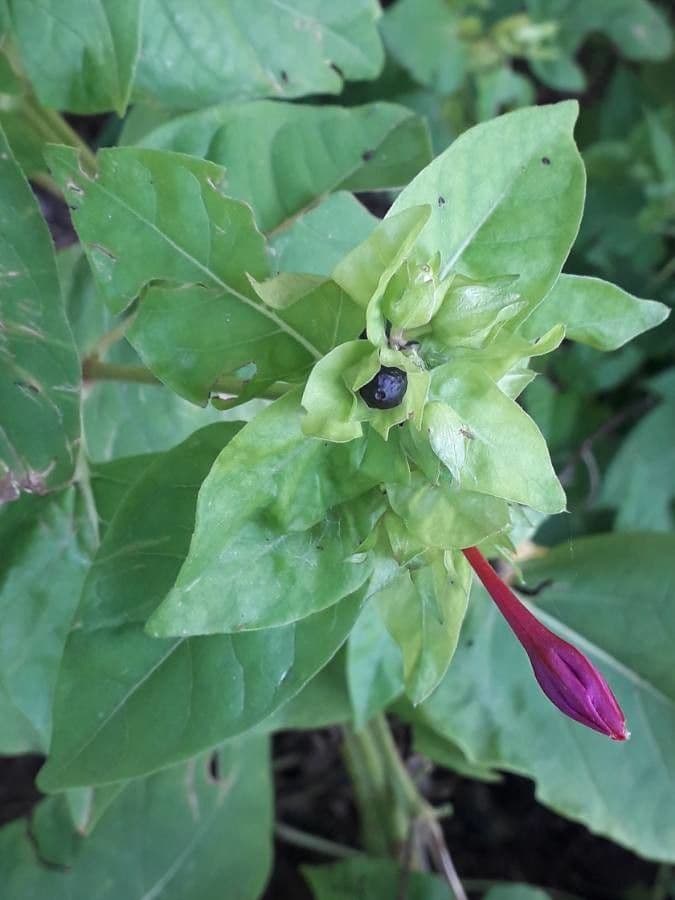 Wunderblume 4