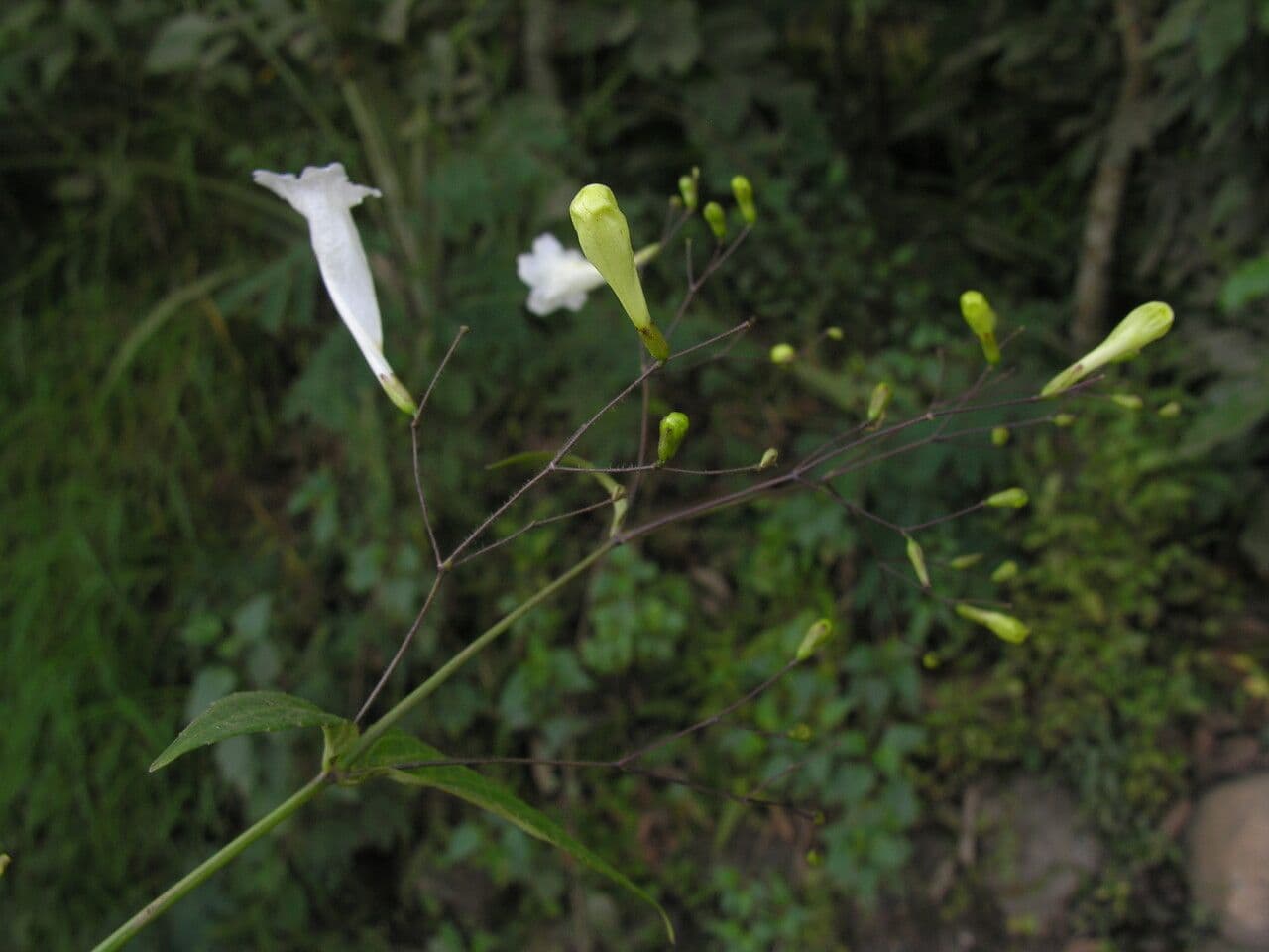 Strobilanthes 7