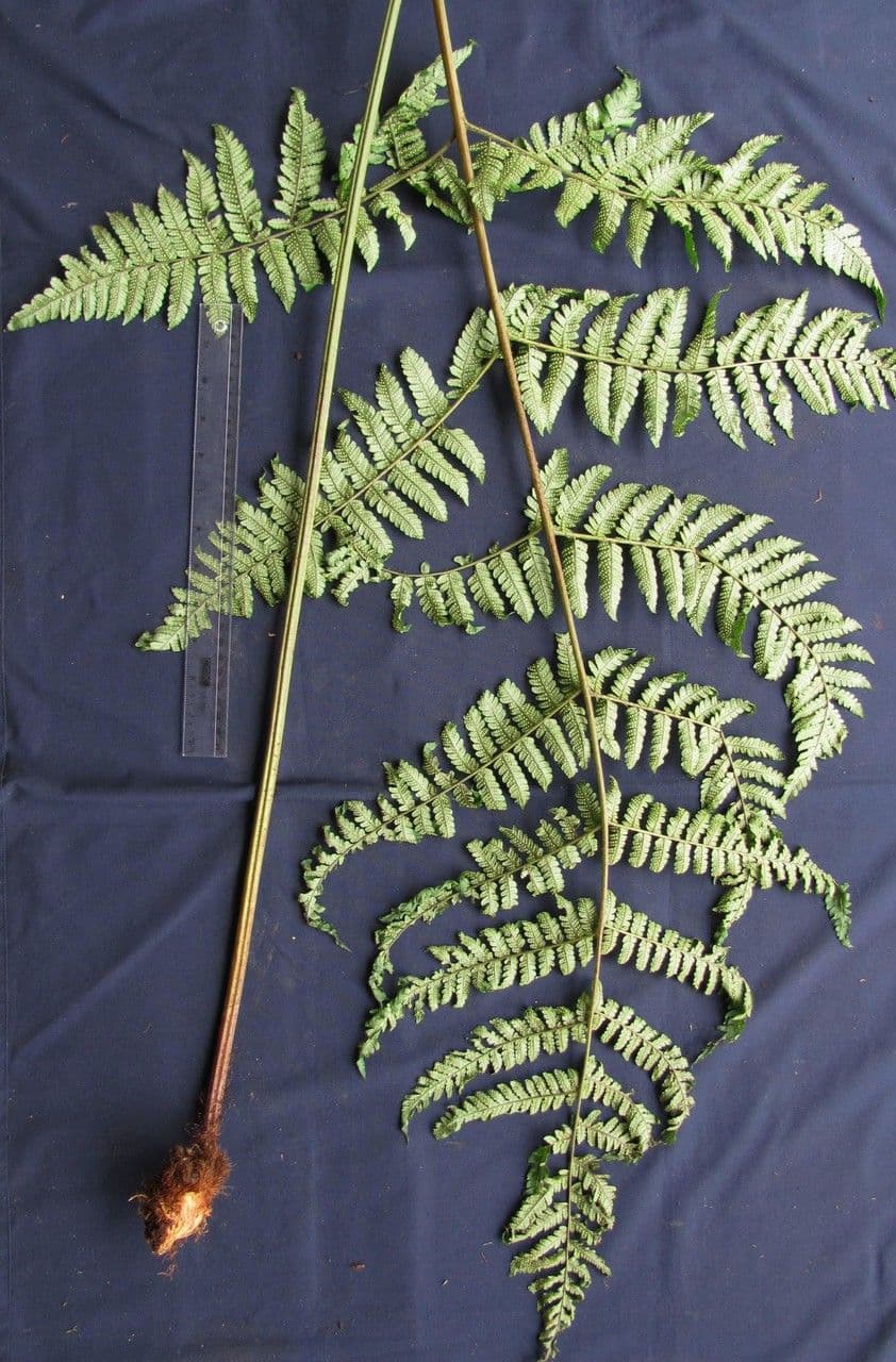 Jagleaf Dschungelfarn