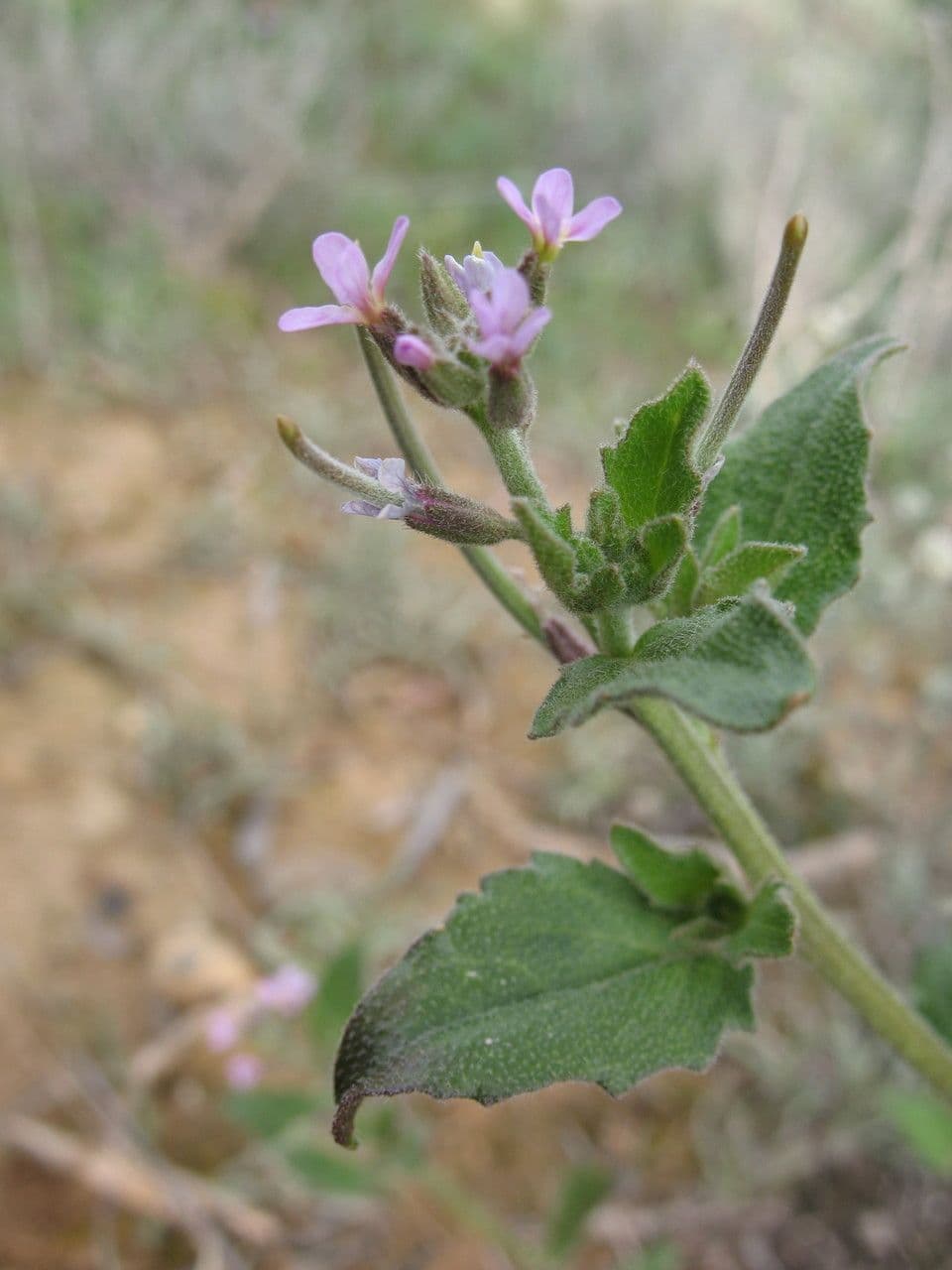 Malcolmia africana 13