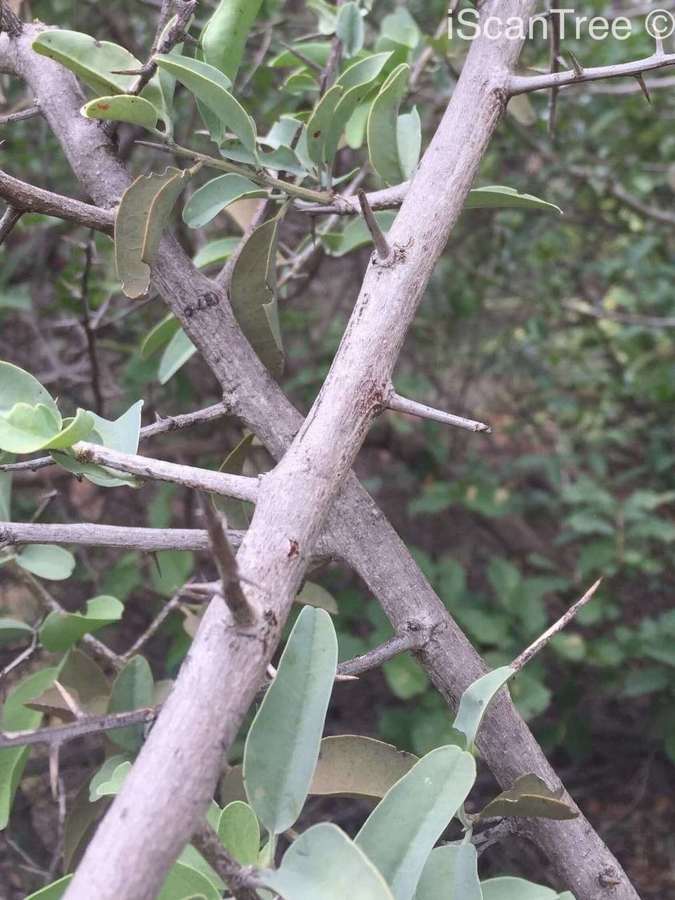 Ximenia caffra 16