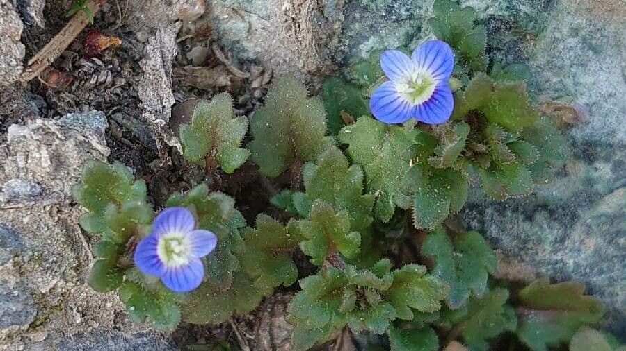 Veronica lucida 10