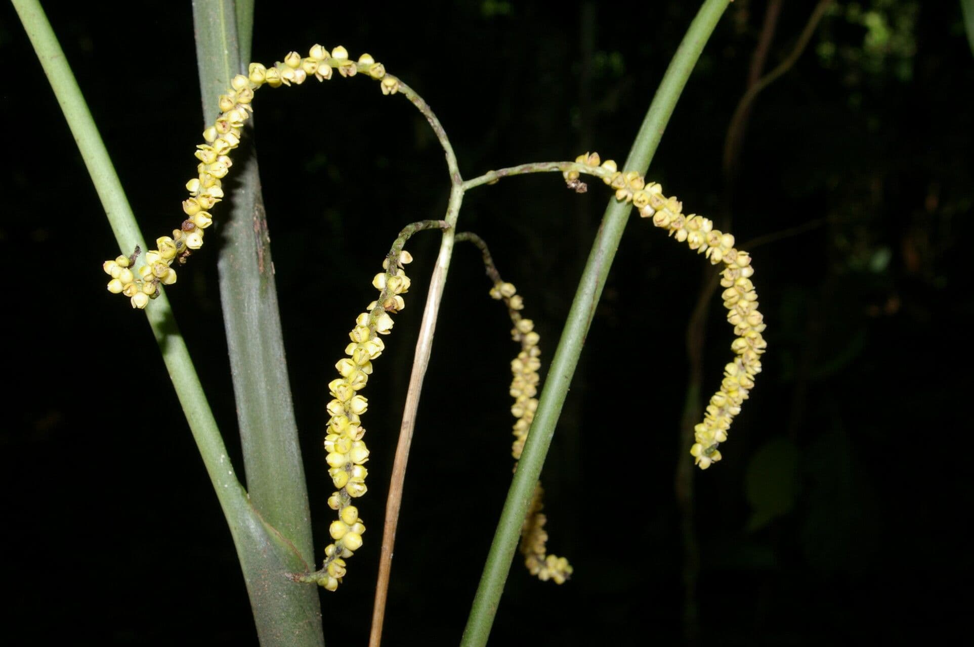 Chamaedorea