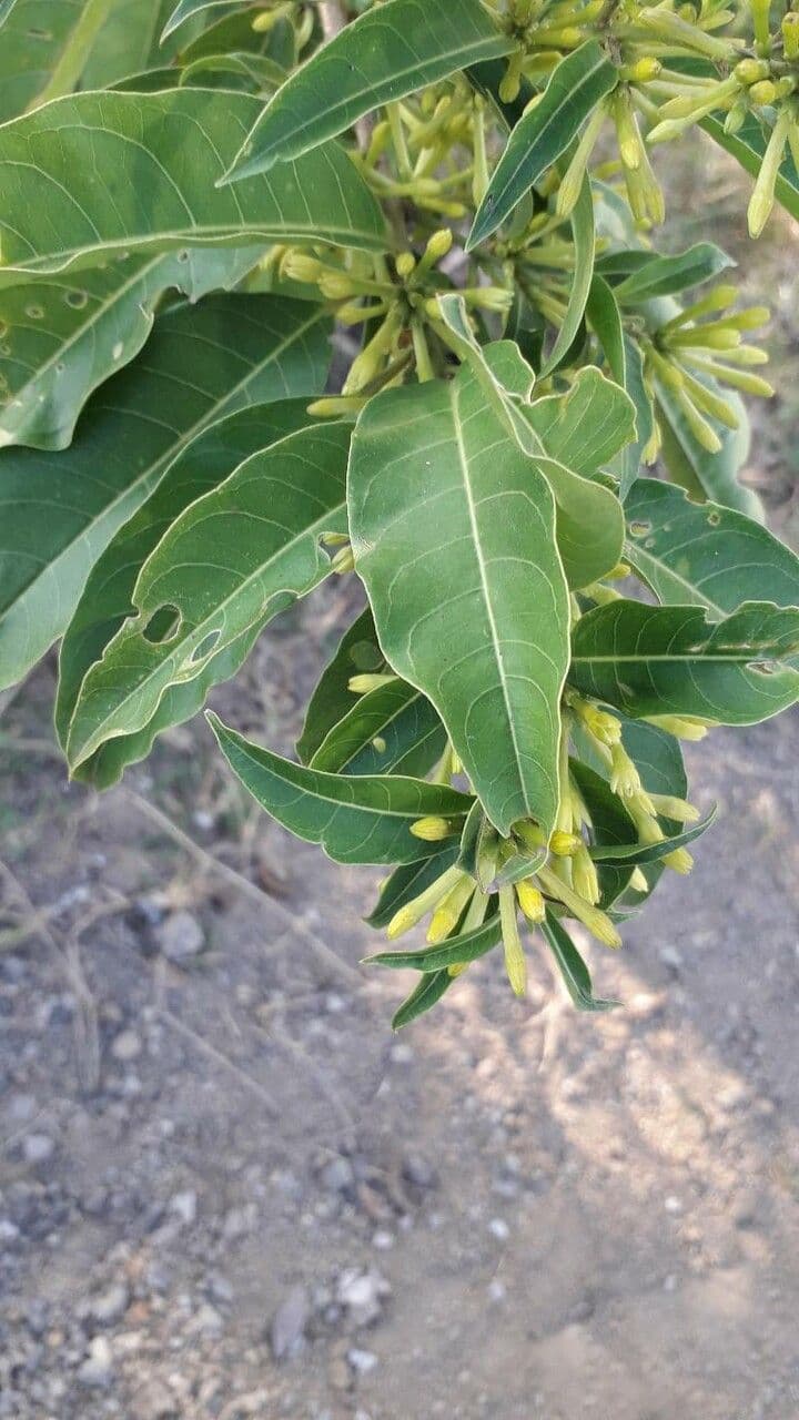 Cestrum nocturno 11