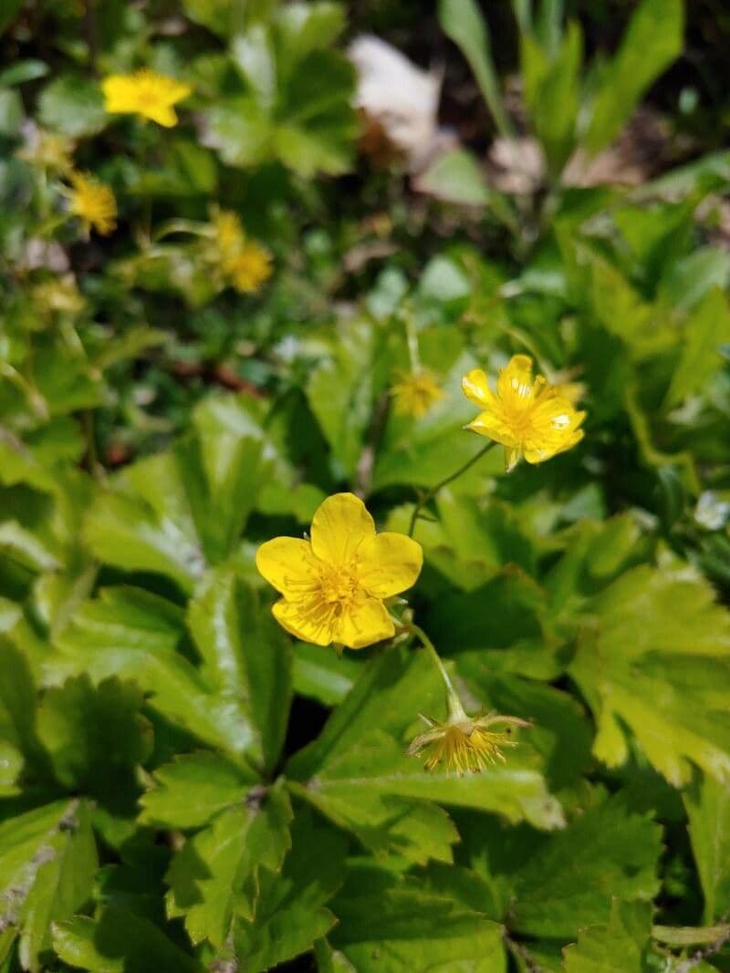 Waldsteinia 2