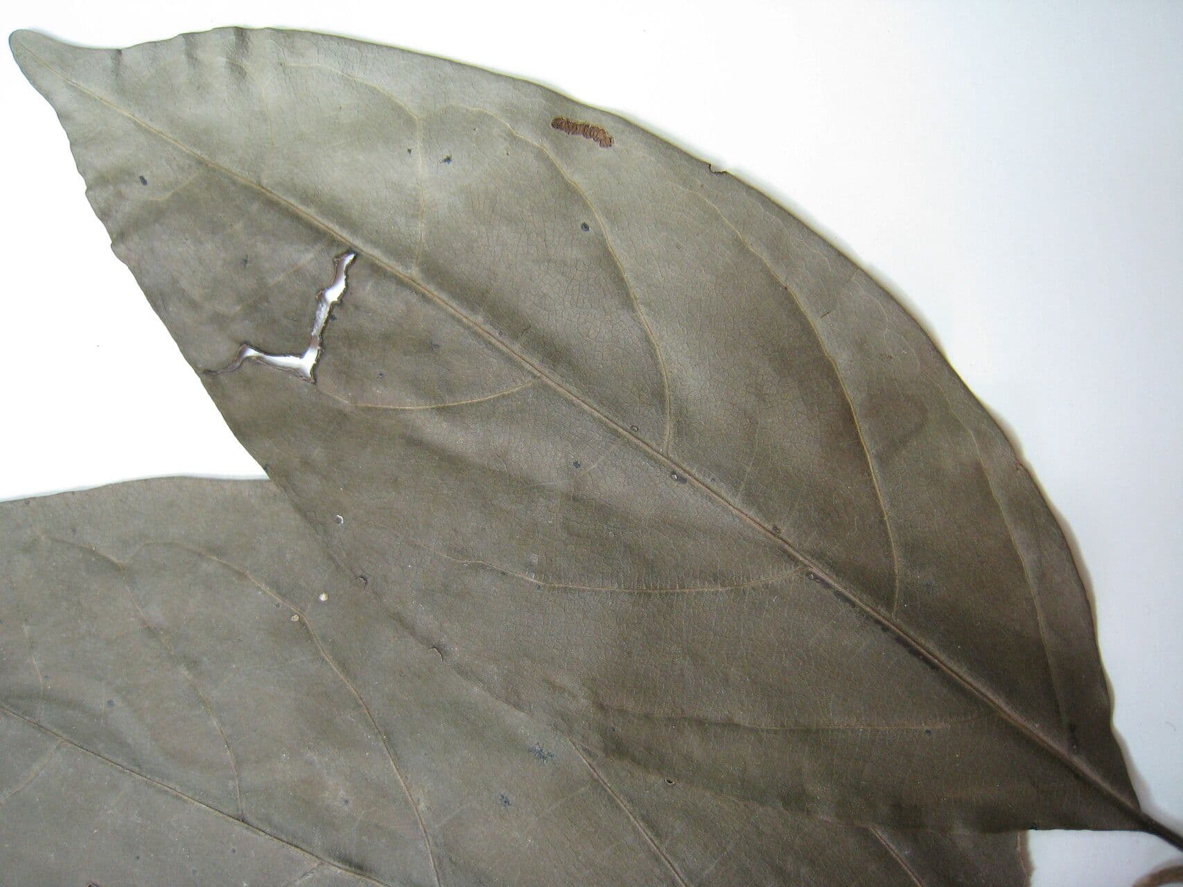 Cordia