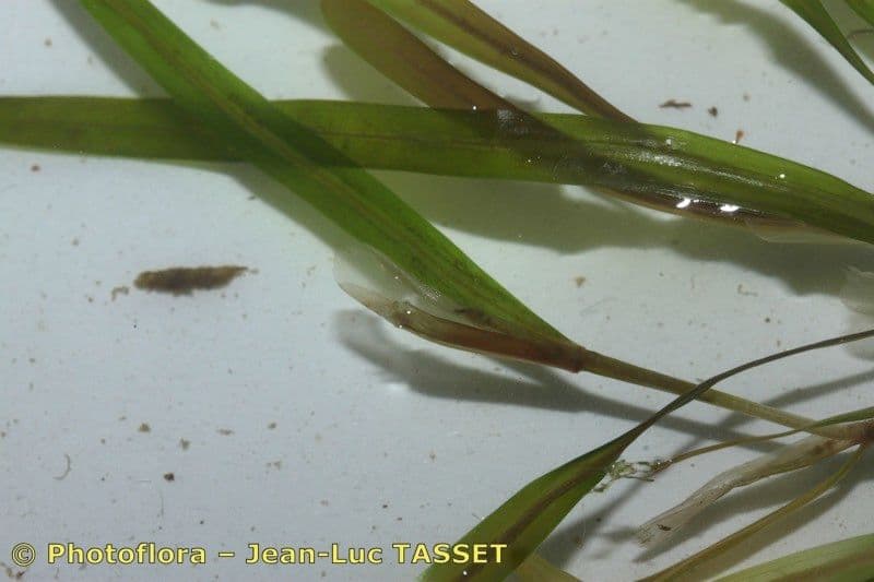 Erba-coltella ottusa 7
