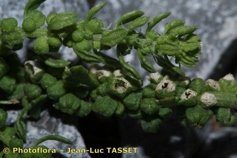 Chénopode multifide 21