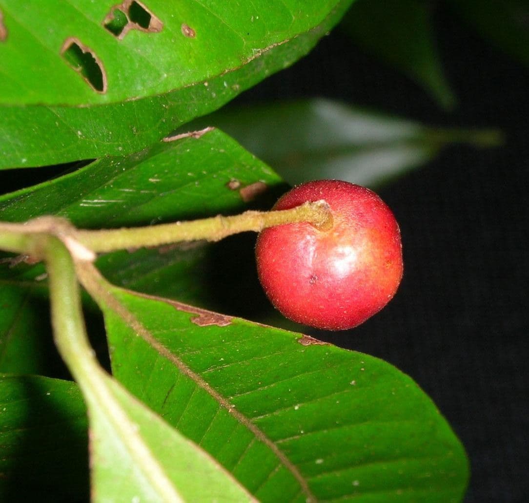 Myrcia