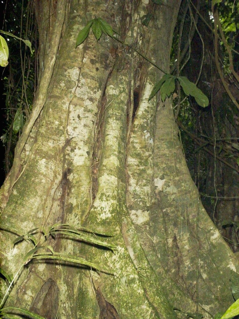 Gavilán-Baum 25