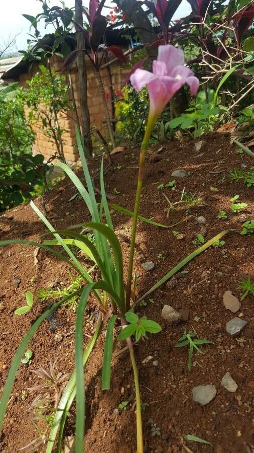 Zephyranthes 11