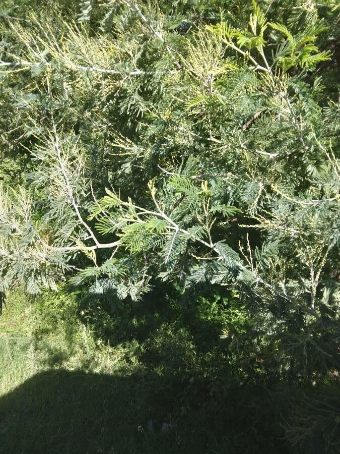 Senegalia berlandieri 14