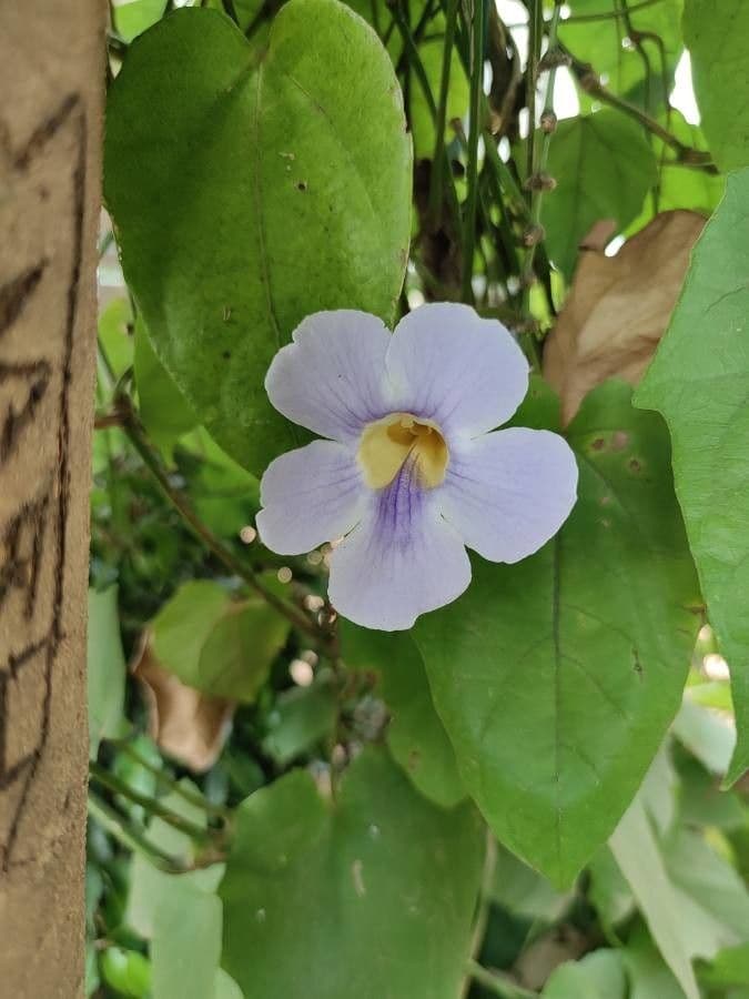 Thunbergia 3