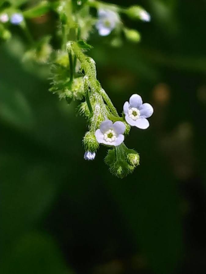 Hackelia virginiana 7