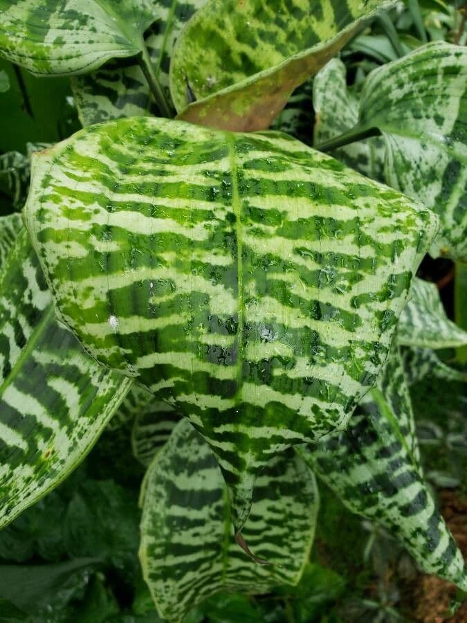 Dracaena 2