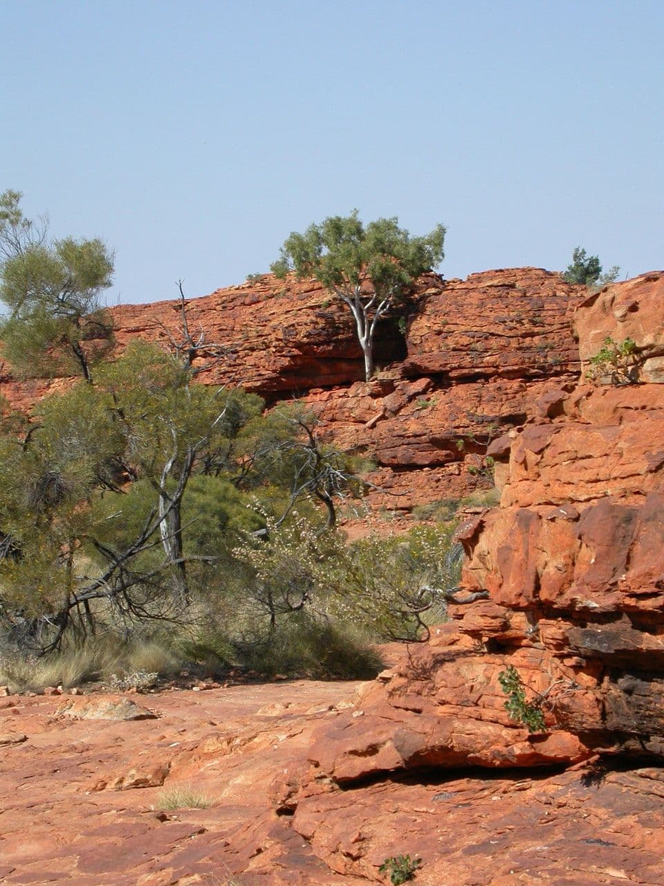 Acacia ligulata 7