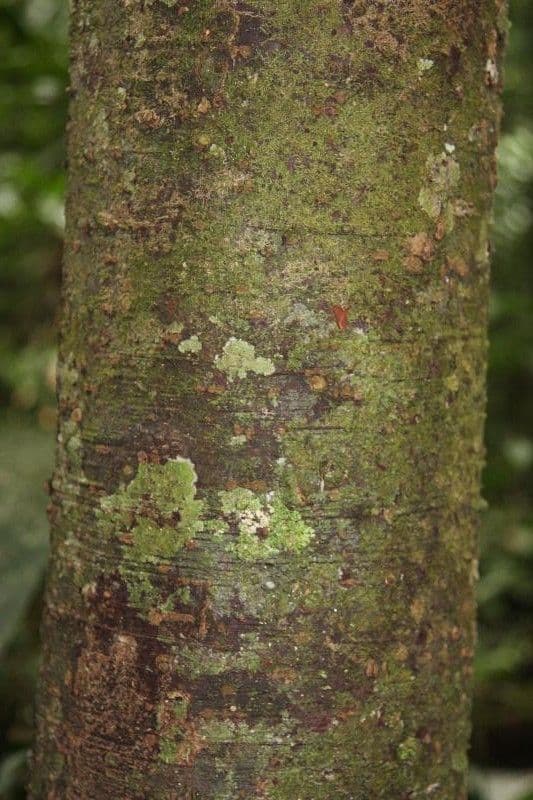 Ocotea 4
