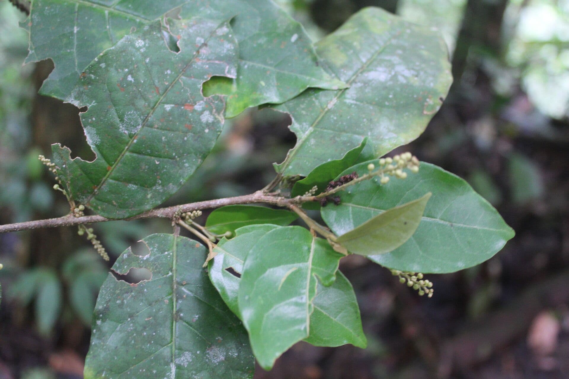 Croton 7