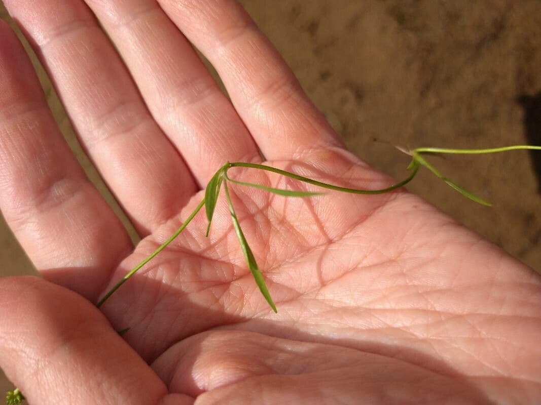 Utricularia subulata 11