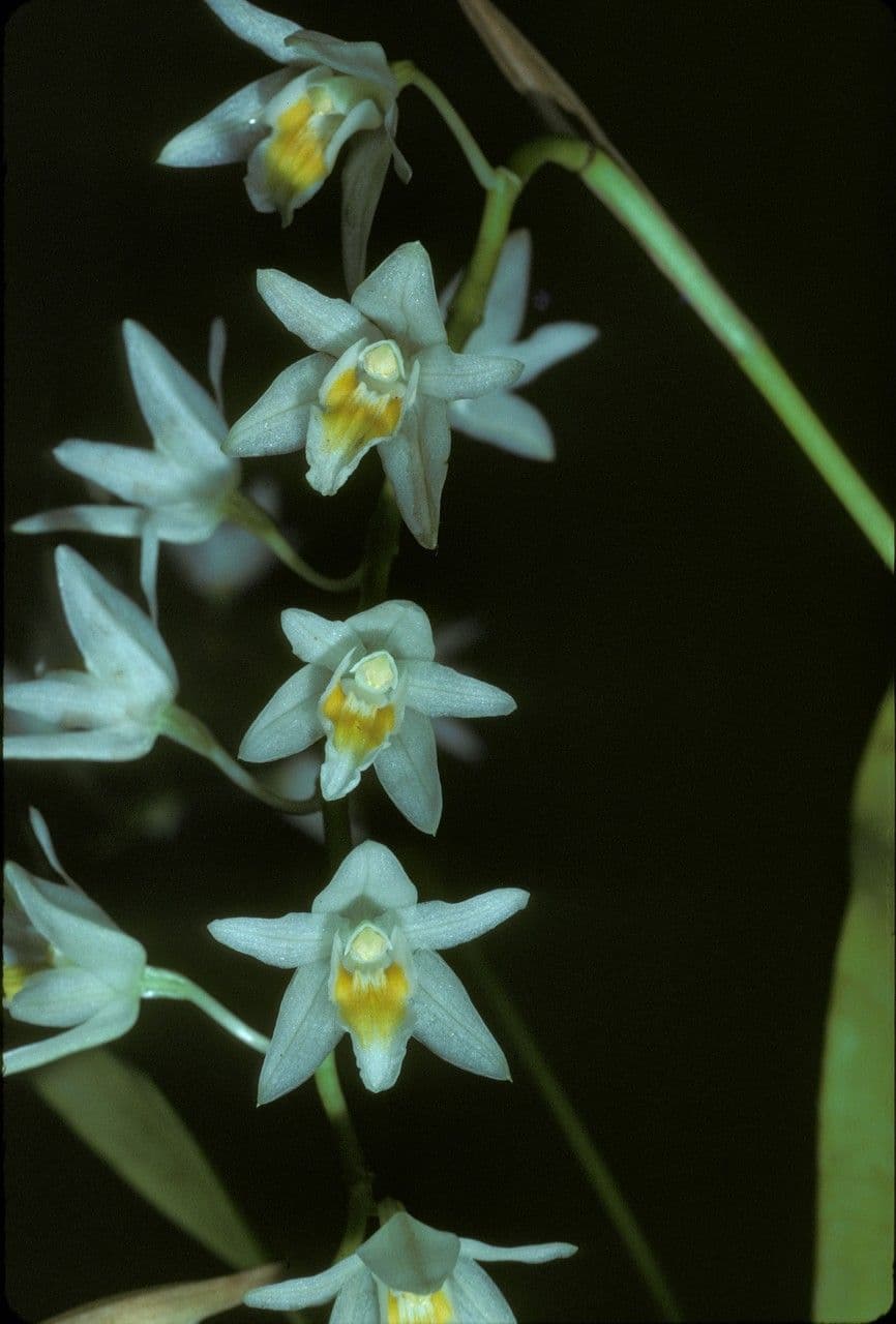 Coelogyne 3