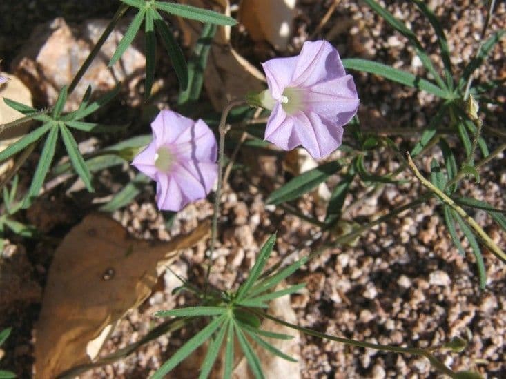 Ipomoea ternifolia 6
