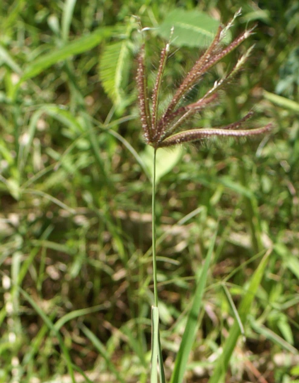 Chloris barbata 14