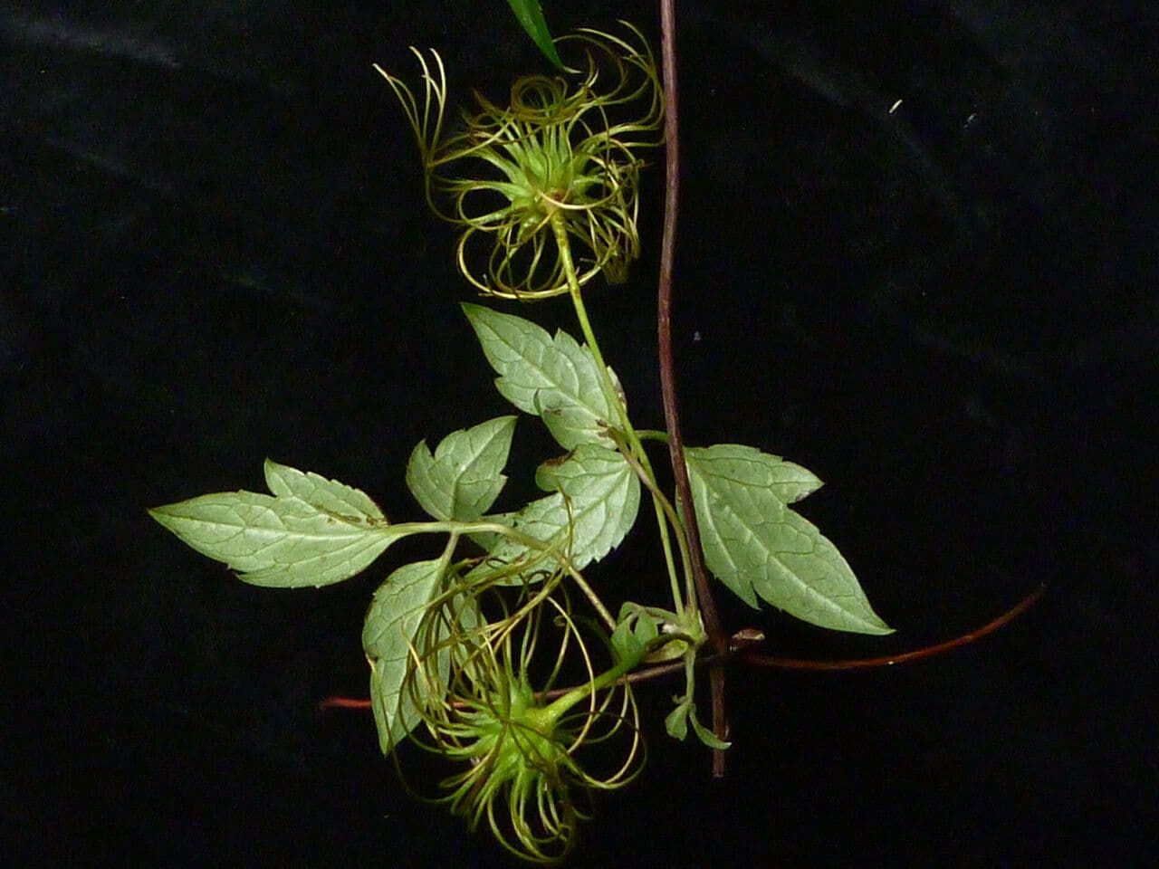 Clematis 2