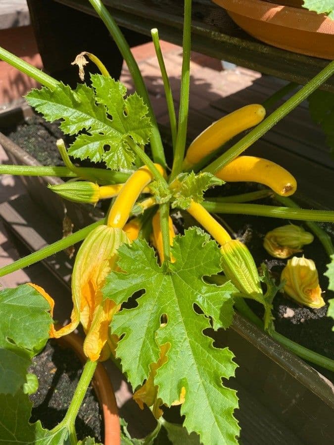 Zucca moscata 20