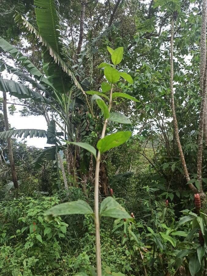 Lippia alba 21
