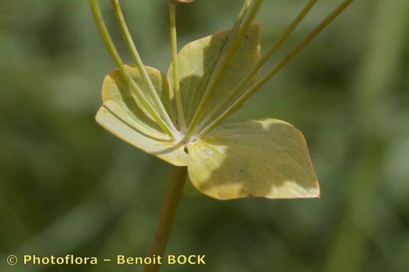 Hasenohr 18
