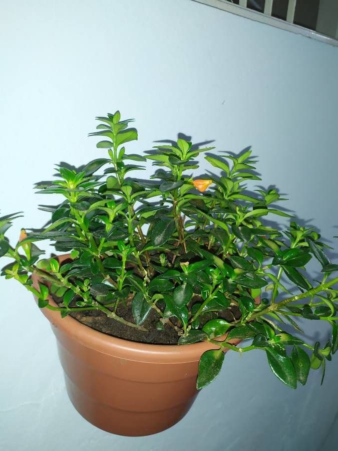 Nematanthus 9