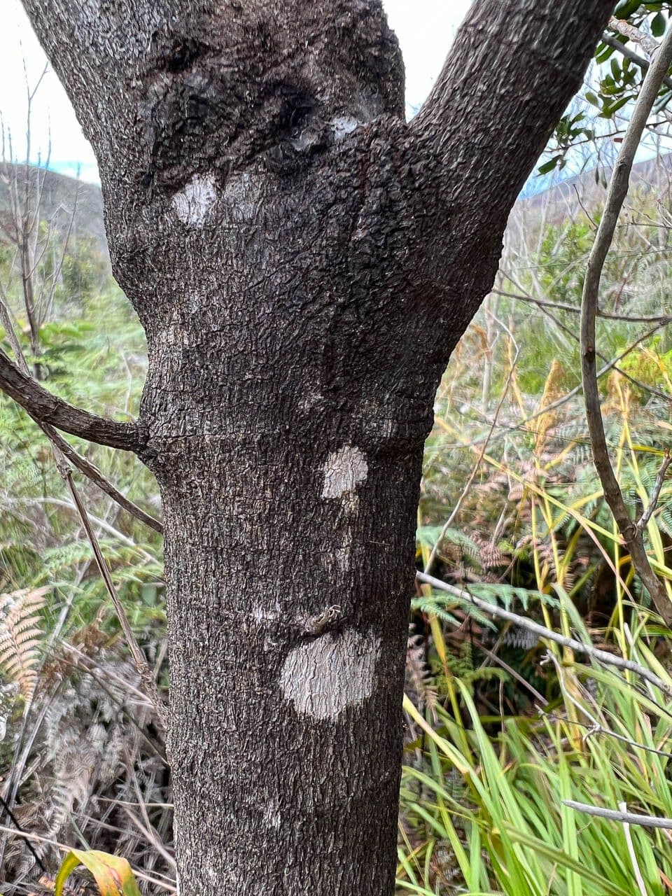 Alstonia 11