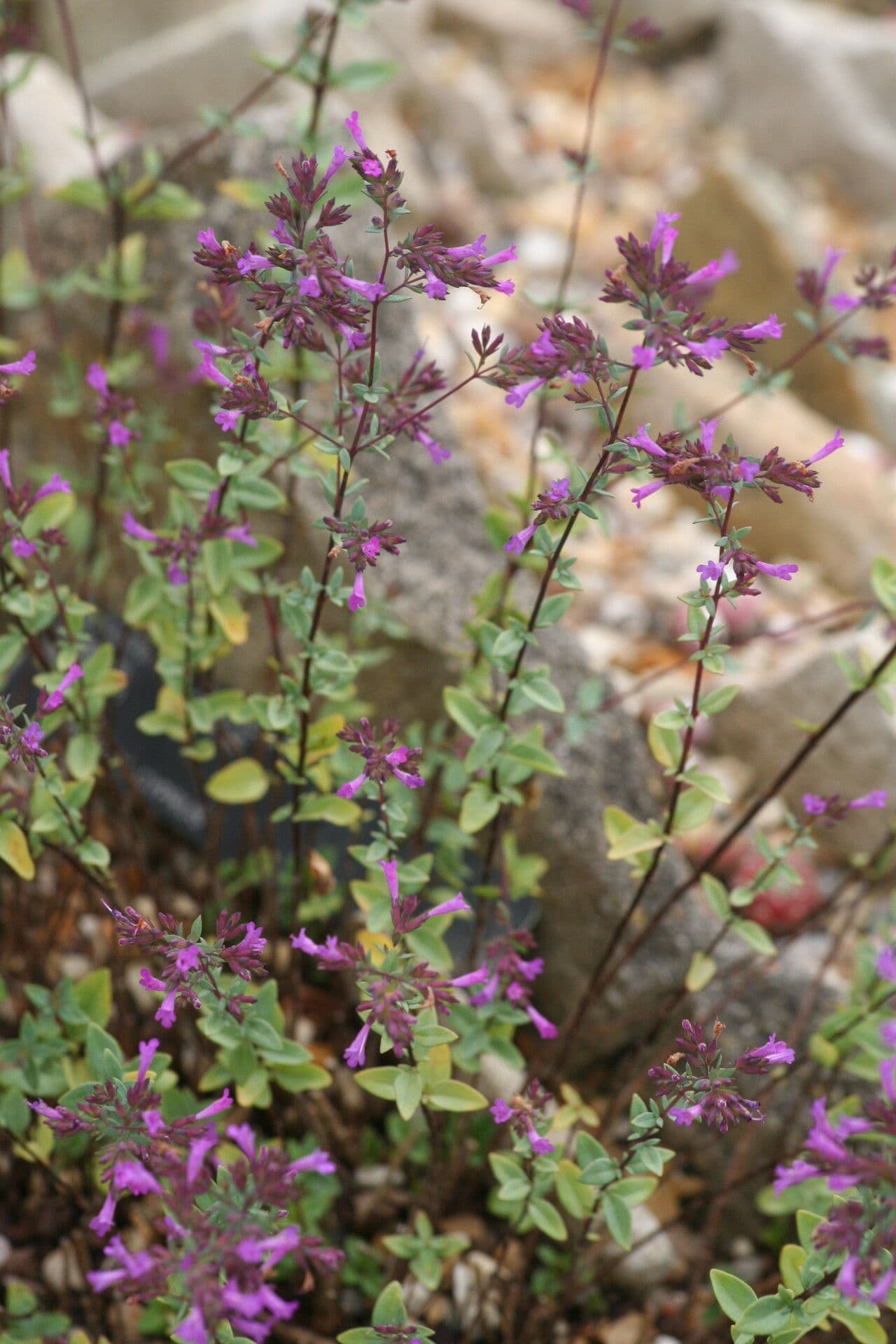 Oregano 2