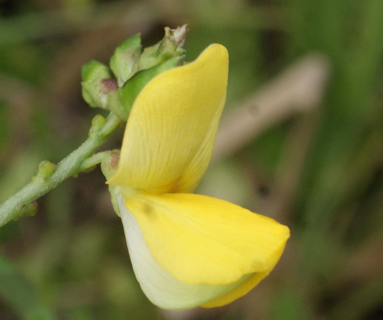 Vigna luteola 9